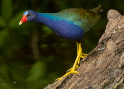 Gallito azul.jpg