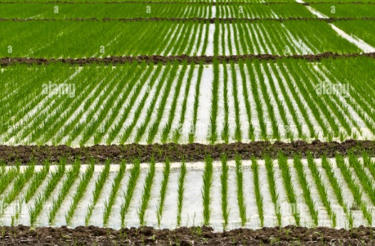 riego arroz.jpg