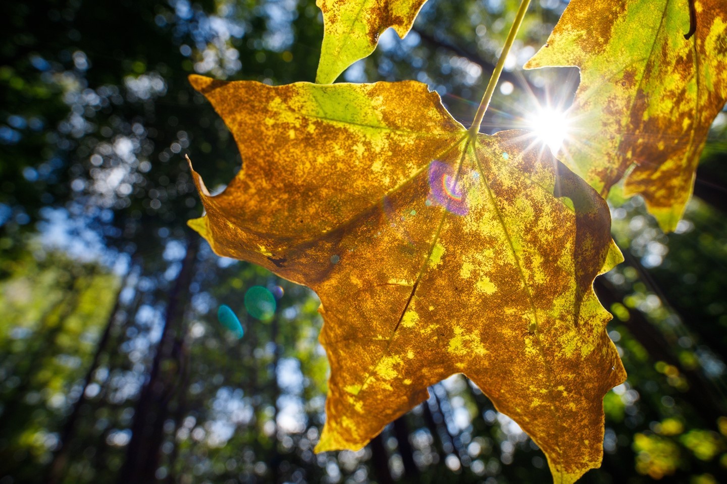 Leaf Flare⁠