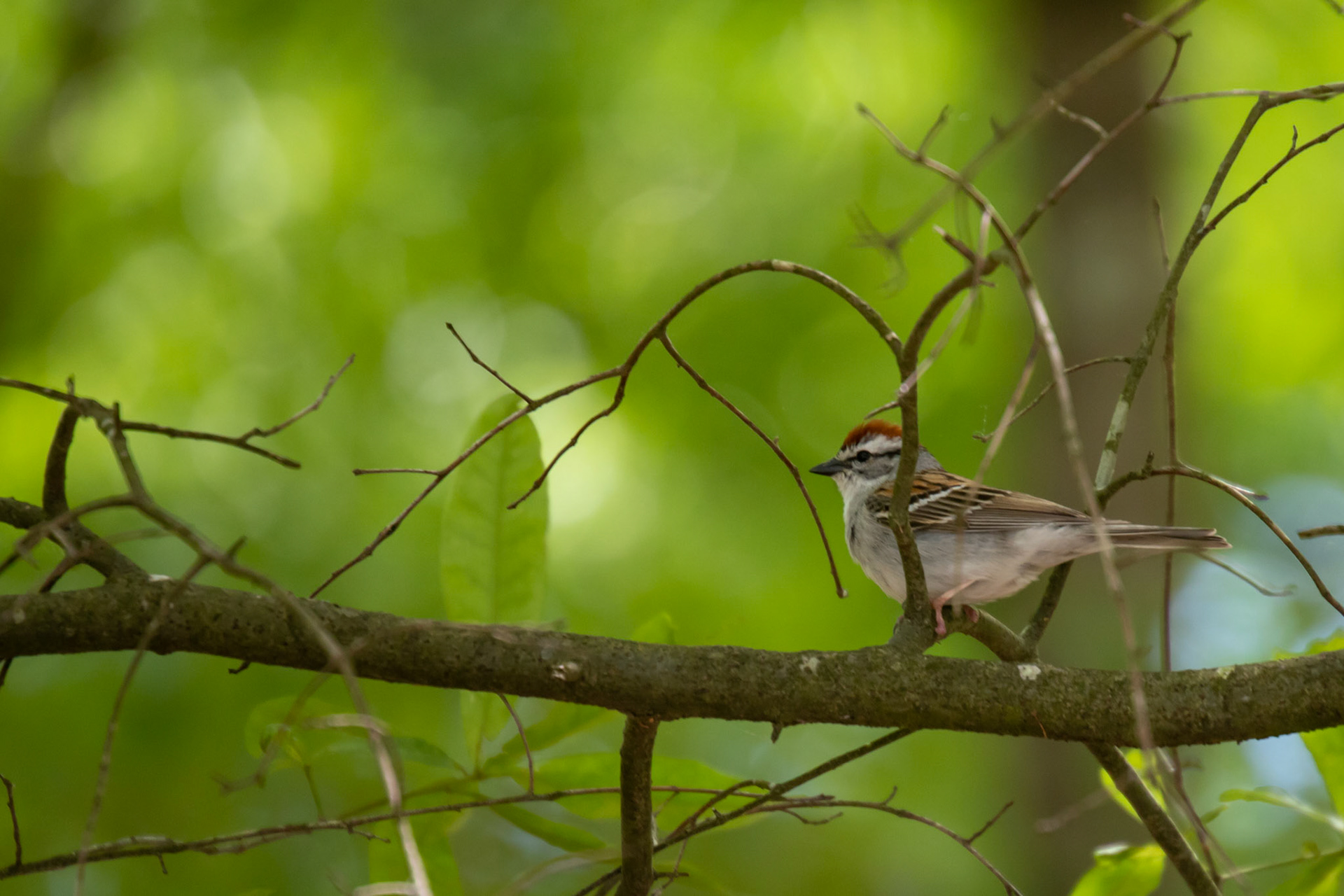 Bird Over Green