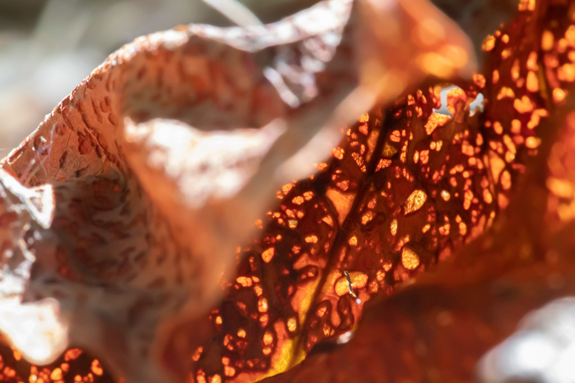 Molten Leaf