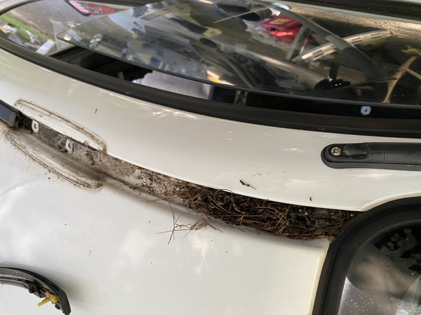 Pine needles and other debris stuck in rain gutter of 2003 Subaru WRX Wagon
