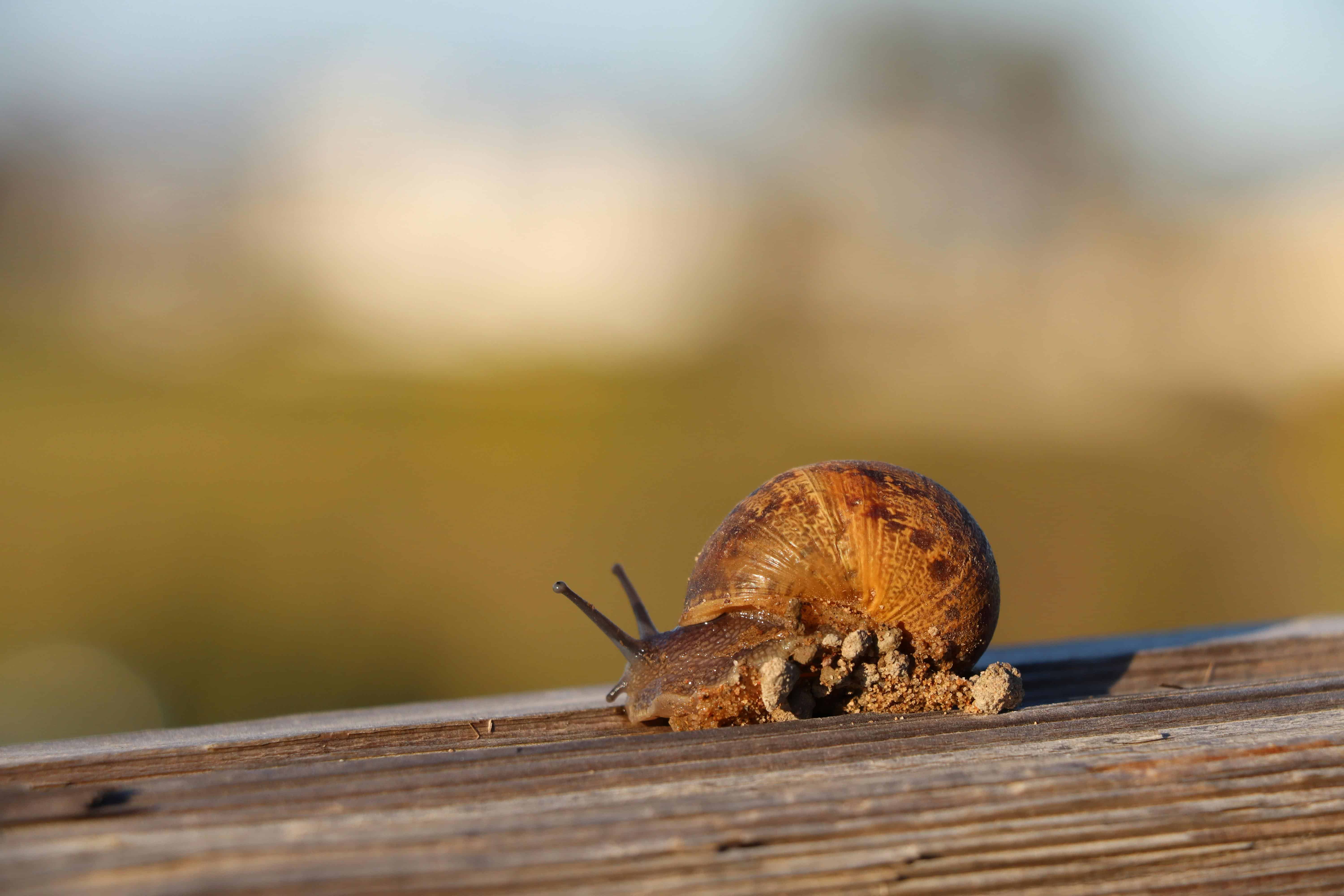 What makes your WordPress site so slow?