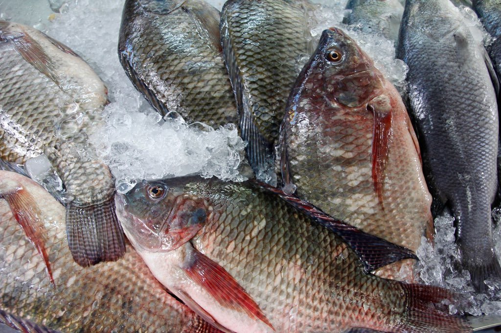 Sabbath Fish: A Foretaste of the Kingdom | Read | Messiah Online | FFOZ