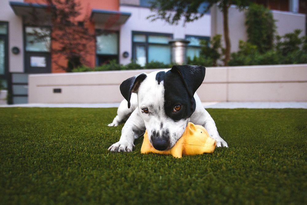 dogwithtoy