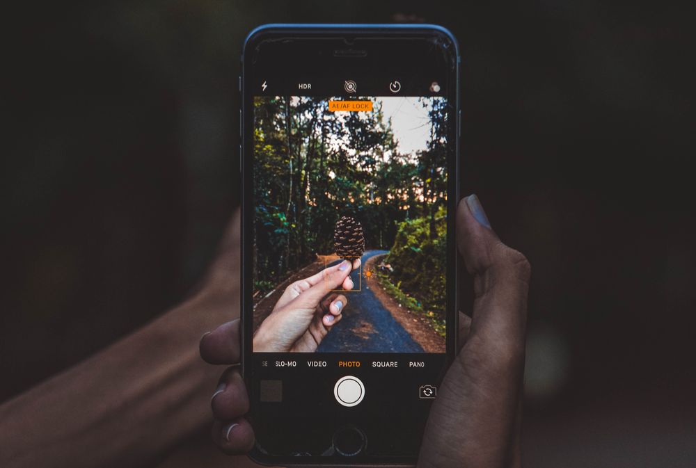 User holding pinecone