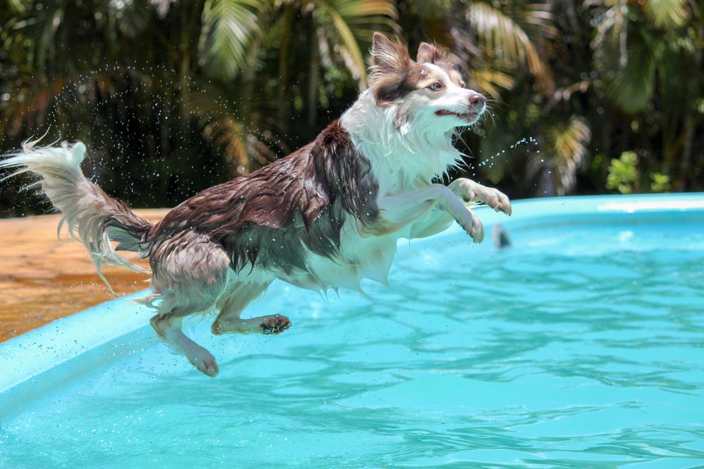 Diving