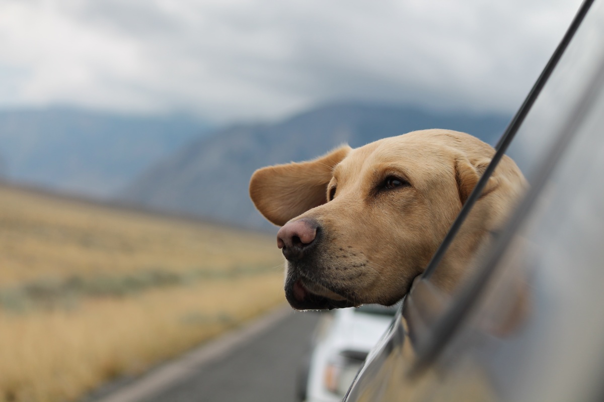 emerson-peters-oBCT3obZ6OY-unsplash Cropped.jpg