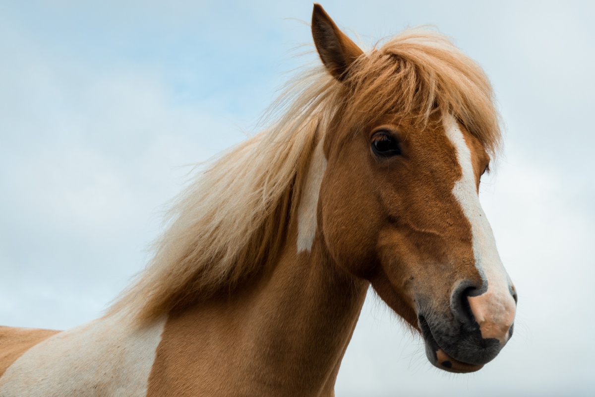 silje-midtgard-0F9oVQ3x2ak-unsplash Cropped.jpg