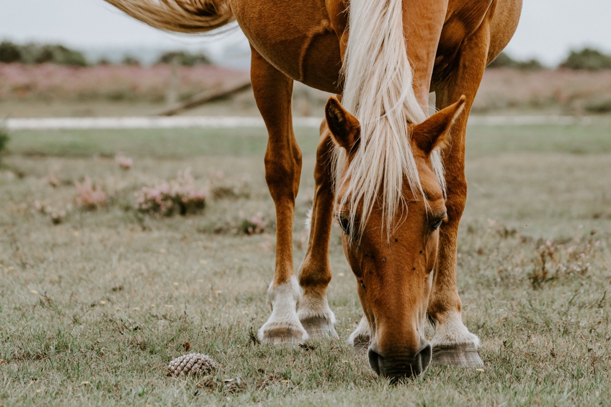 annie-spratt-YMJ1IiItvPY-unsplash Cropped.jpg