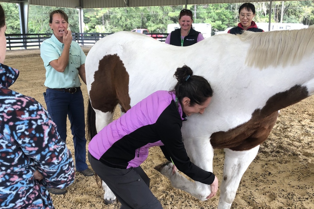 Equine Rehabilitation - Chi University