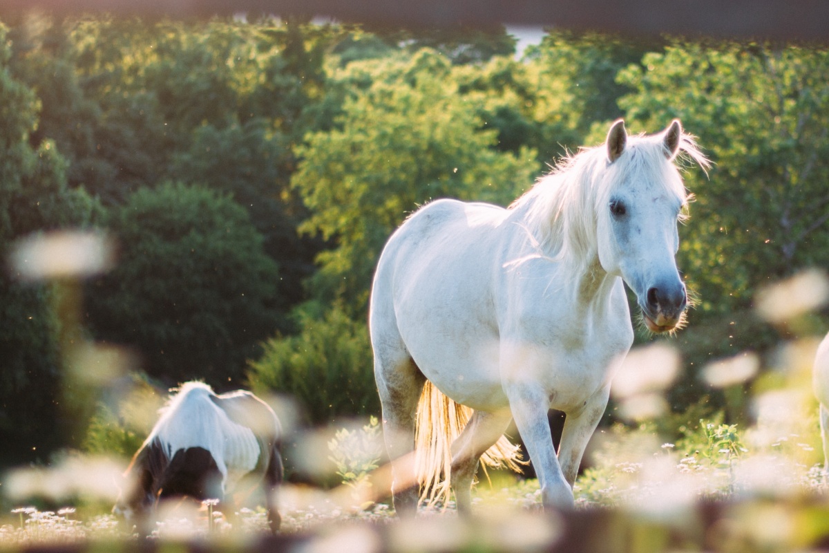 elijah-hail-vHX2FYGjmBg-unsplash Cropped.jpg