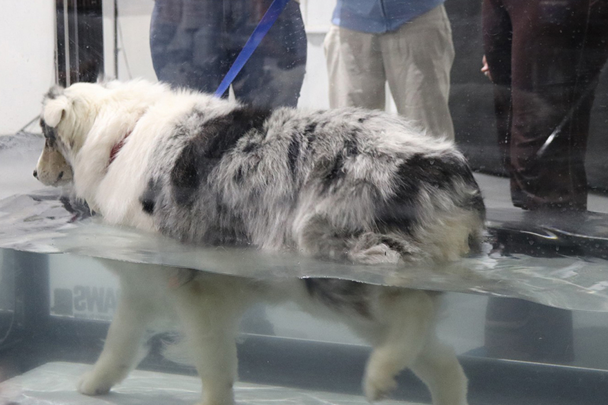 CANINE REHABILITATION 犬のリハビリテーション Canine Rehabilitation and Physical Therapy: 9781437703092