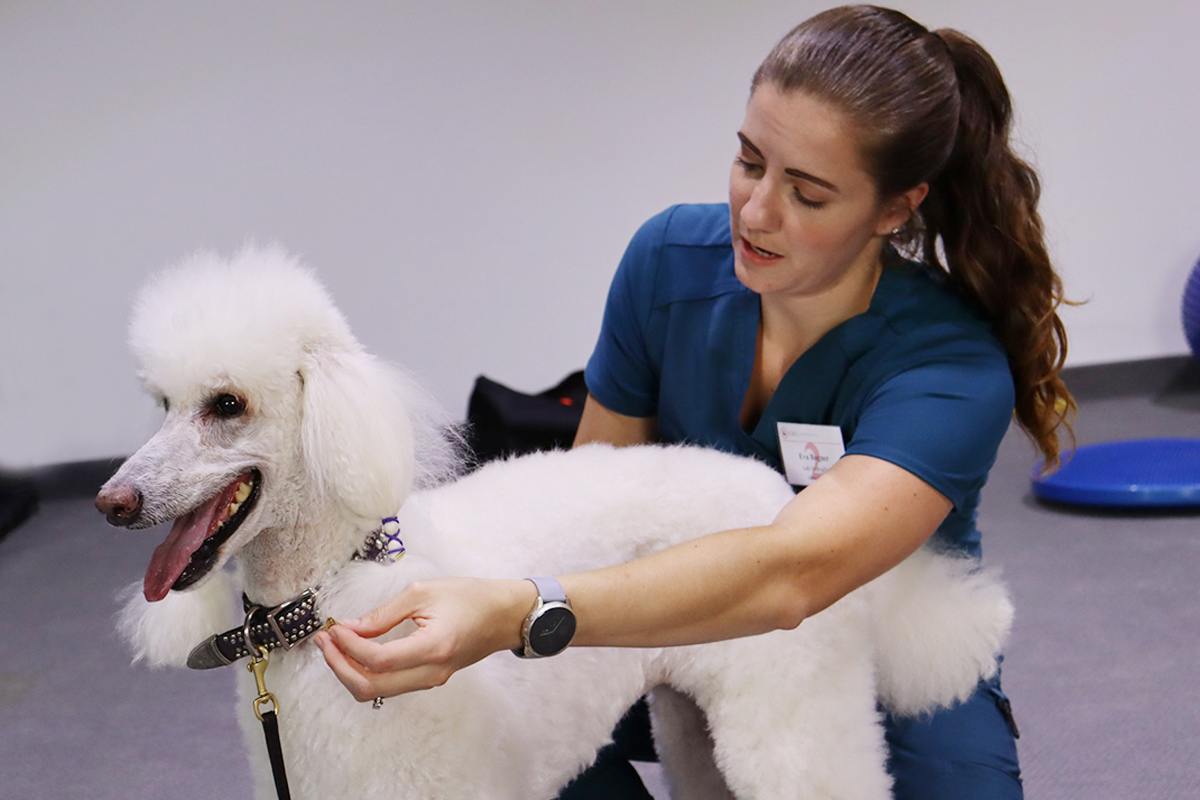 CANINE REHABILITATION 犬のリハビリテーション Canine Rehabilitation and Physical Therapy: 9781437703092