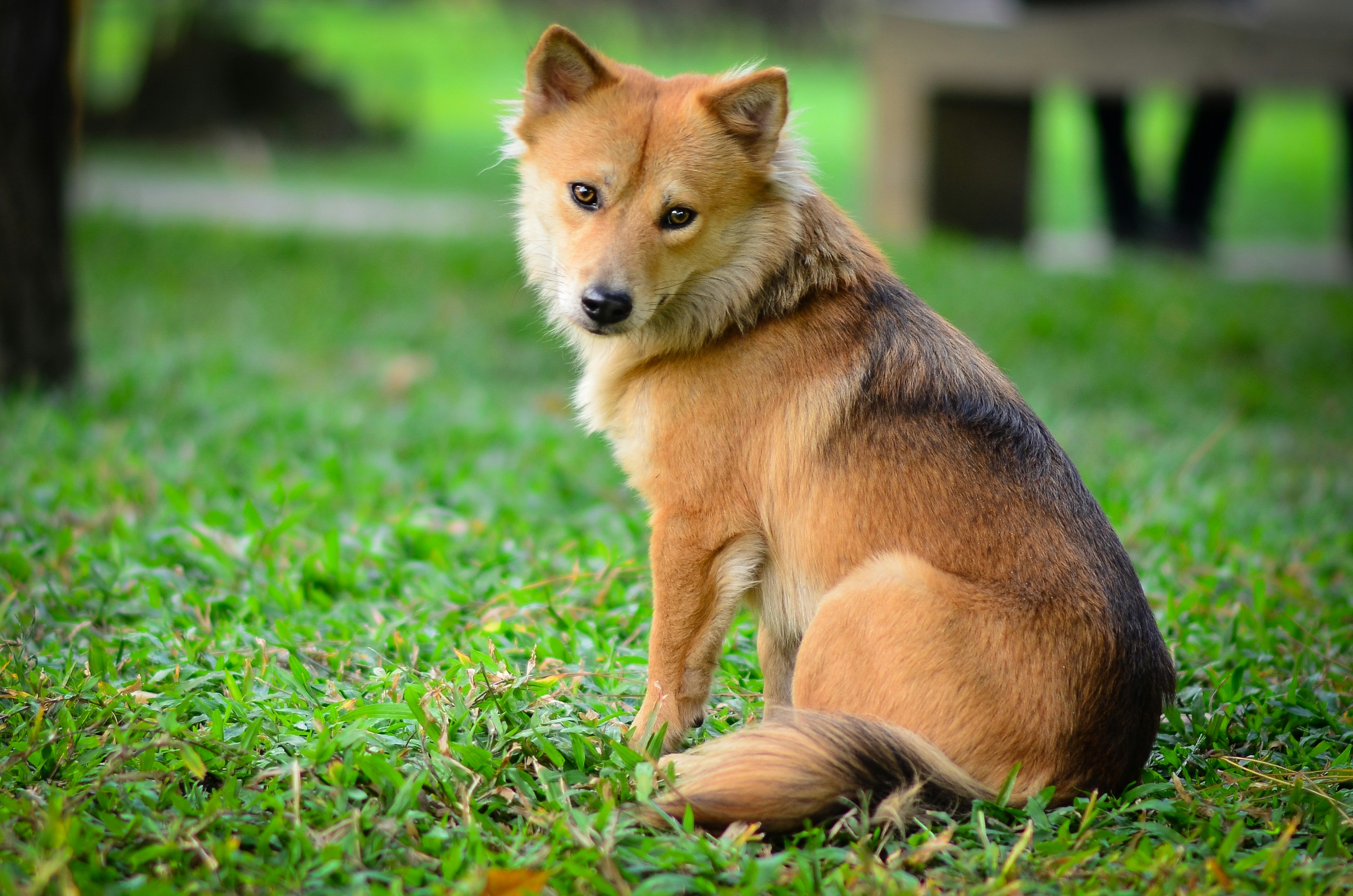 dog 1.jpg