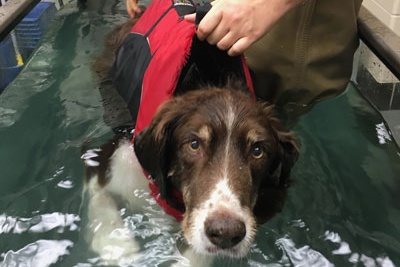 CANINE REHABILITATION 犬のリハビリテーション Canine Rehabilitation and Physical Therapy: 9780721695556