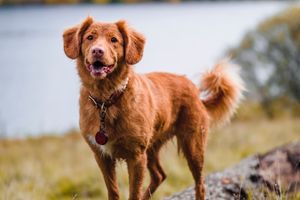 Overview on Integrative Veterinary Medicine