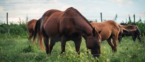 Horse farm 2.35:1 Display Image