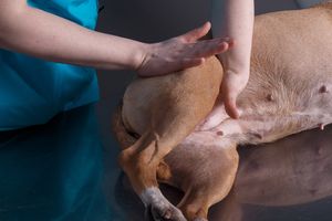 Performing Tui-na on a dog