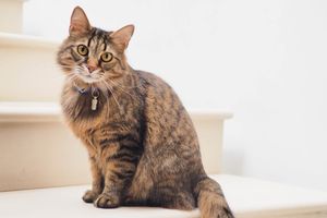 Test Course Page - Cat Tilting Head