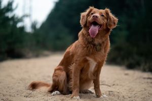 ACURE | ACUP120 Canine Acupuncture Deep Dive 