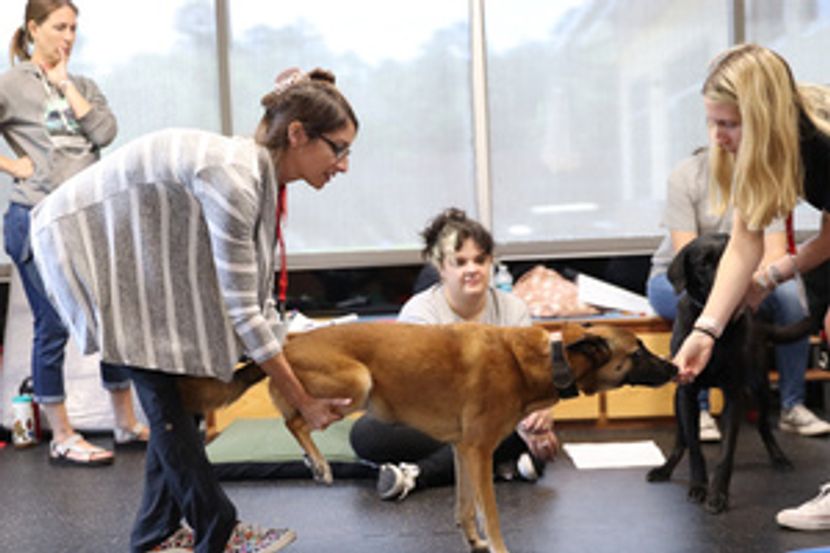 Chi instructor teaches canine rehabilitation