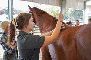 Chi instructor teaches equine acupuncture