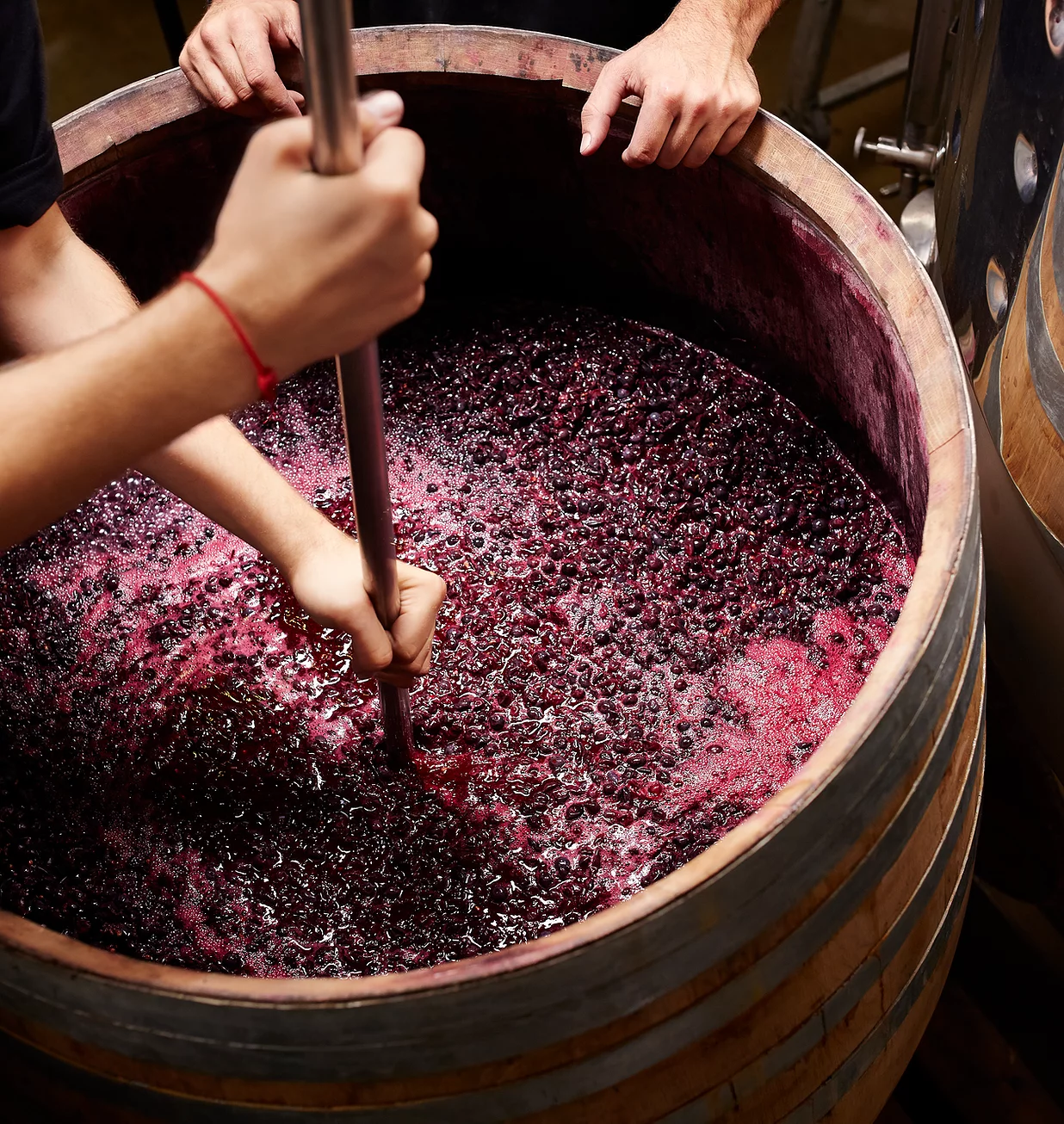 Montpelier Vineyards — squishing grapes