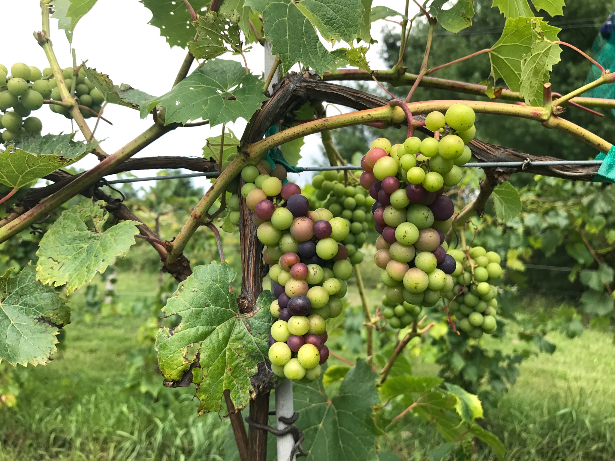 Petite Pearl going through veraison