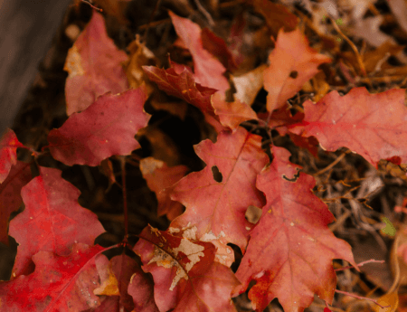 Embracing the Beauty of September: Top 10 Quotes to Inspire Your Autumn ...