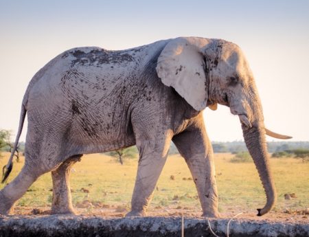 3 Simple Hacks to Steer Your Elephantine Mind Towards Perfect Productivity