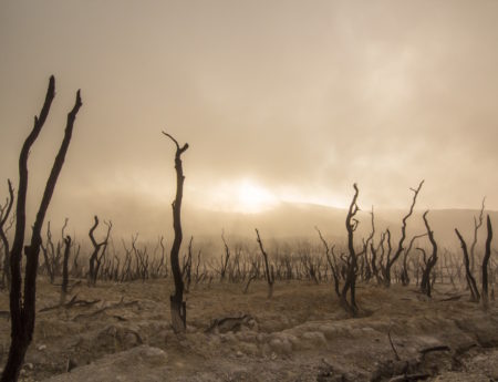 What Will Happen To Earth When Humans Disappear?