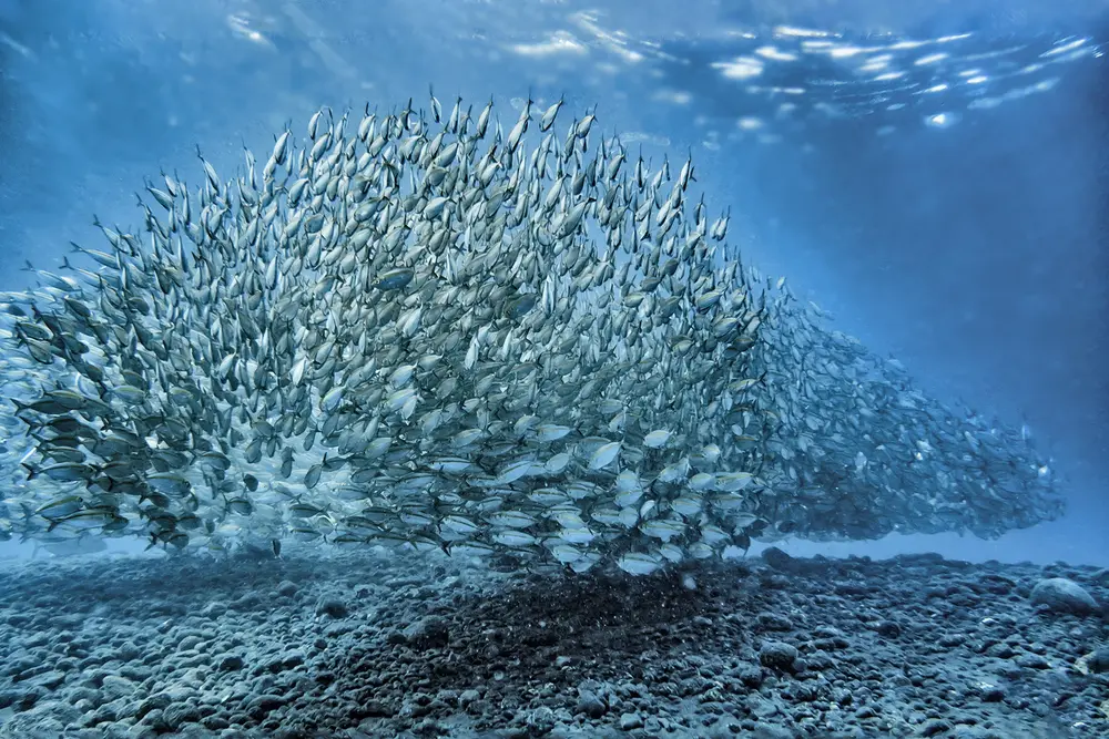 Fish Rules - Version 6 now with #ProStaff subscription