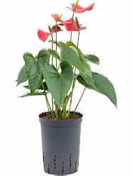  Anthurium andraeanum