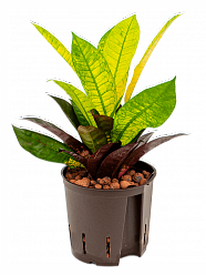  Croton variegatum