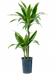  Dracaena fragrans