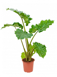  Alocasia 'Portodora'