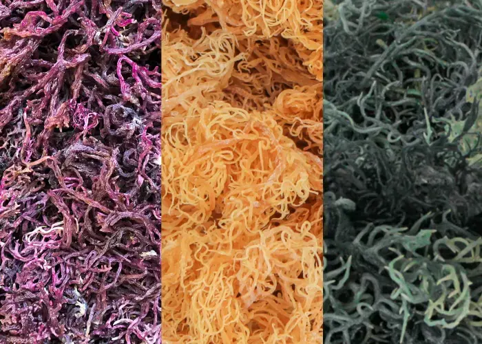 Purple sea moss vv. gold vs. green sea moss