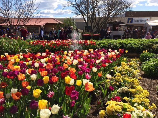 tulip-time-2014.jpg