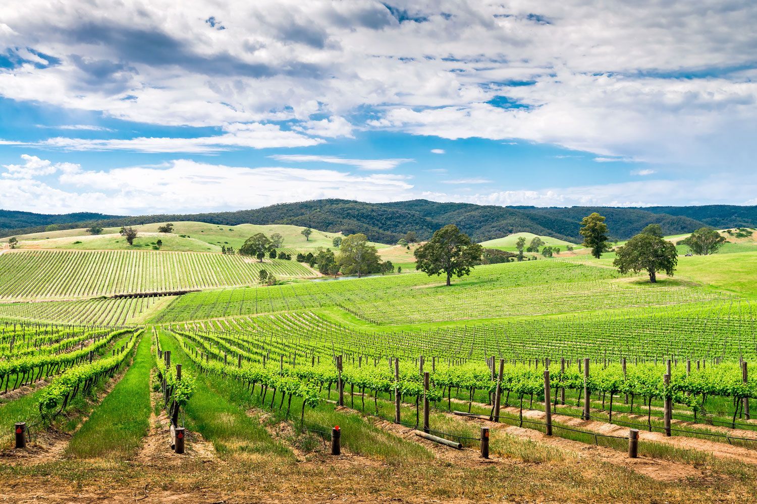 adelaide-hills-102611-1.jpg