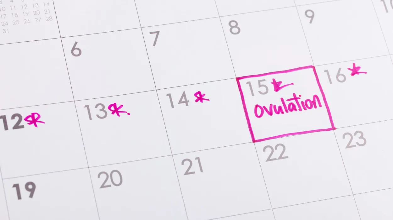 Ovulation tracking peak fertility vs. high fertility vs. fertile window