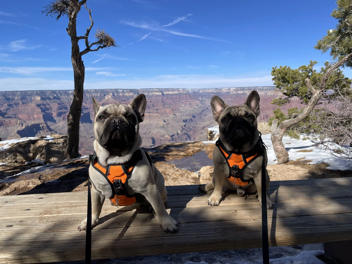 Tips for Traveling with Pets on Assignment