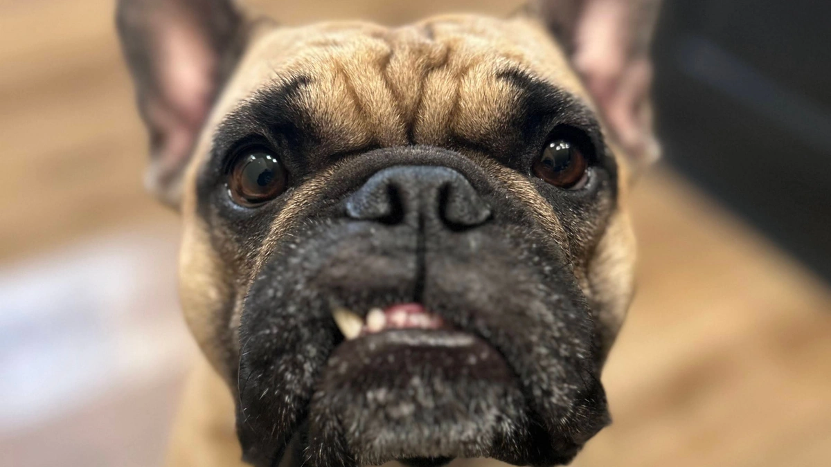 Snaggle tooth frenchie.png