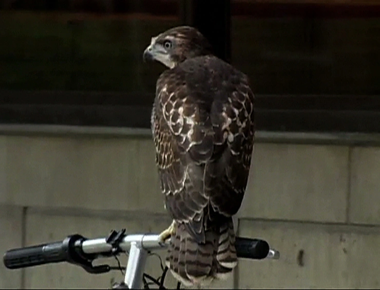 A red-tailed hawk perching on a branch, black and white image captured on a live camera feed.