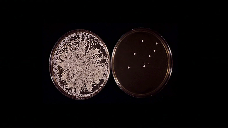 Microscopic view of two yeast cells with dramatically different growth rates, in front of a dark background.