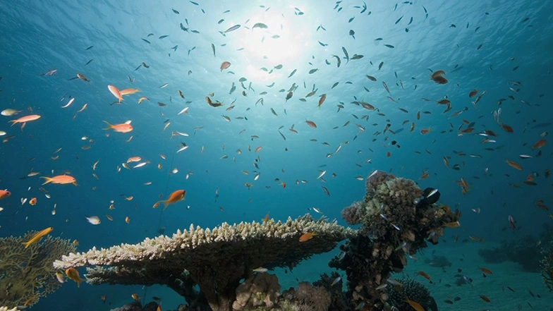 School of fish swimming up toward the sun amidst waving ocean plants. Captured with underwater camera.