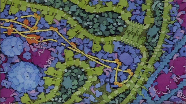 A brightly colored microscopic view of a cell showing a complex concentration of proteins.